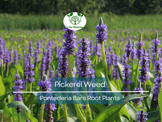 1 Pickerel Weed – Live Bare Root Plant | Pontederia cordata | Native Aquatic Plant | Large Purple Pickerel Rush for Ponds & Wetlands