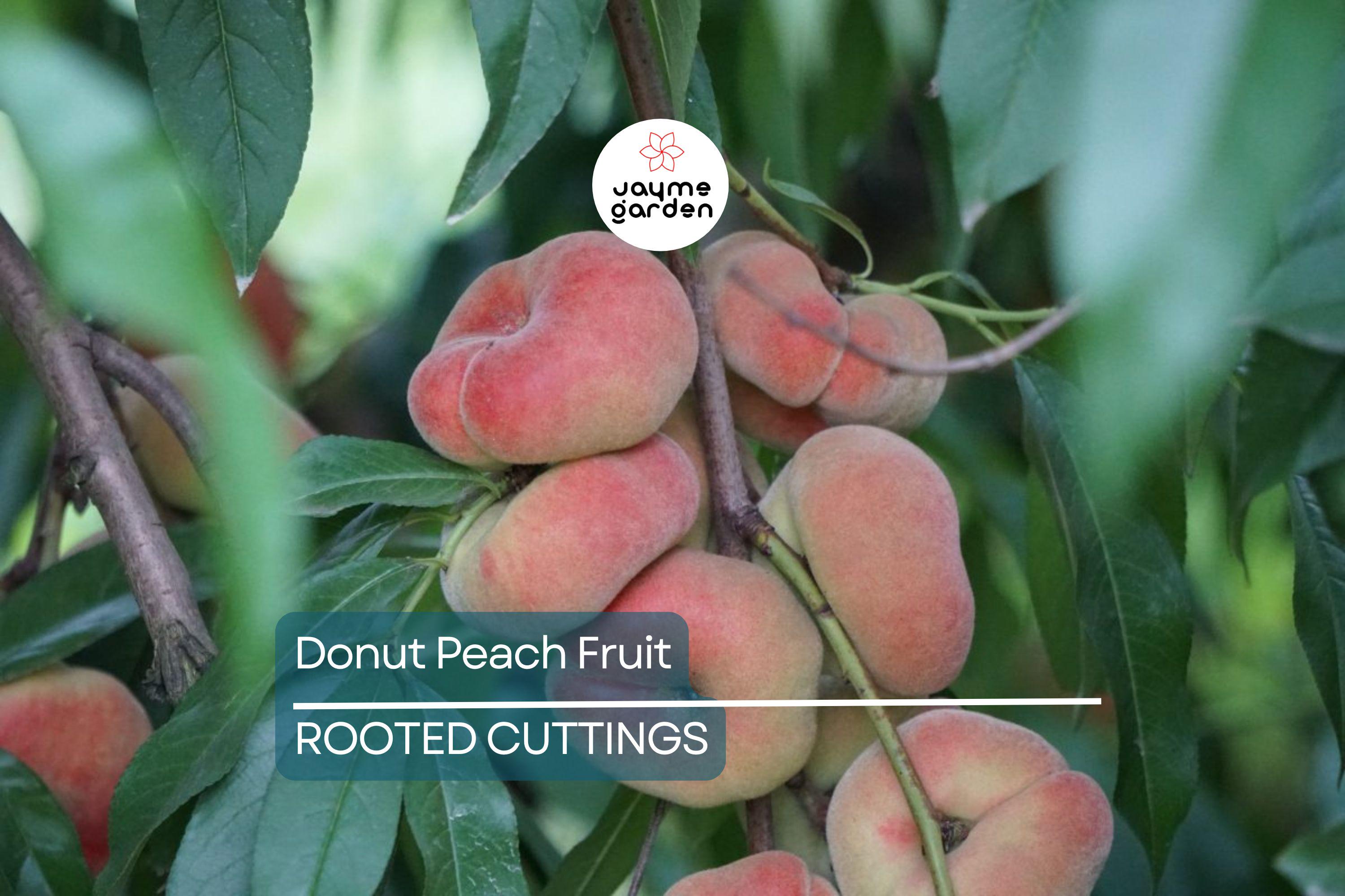 Donut Peach Tree Scion - 6 Premium Cuttings for Grafting, Sweet White Flesh