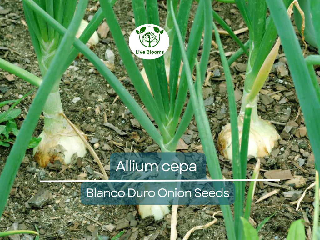 250 mg Onion Blanco Duro Seeds - Allium cepa | Heirloom White Onion for Planting, Gardening & Cooking | Mild Flavor, Crisp Texture