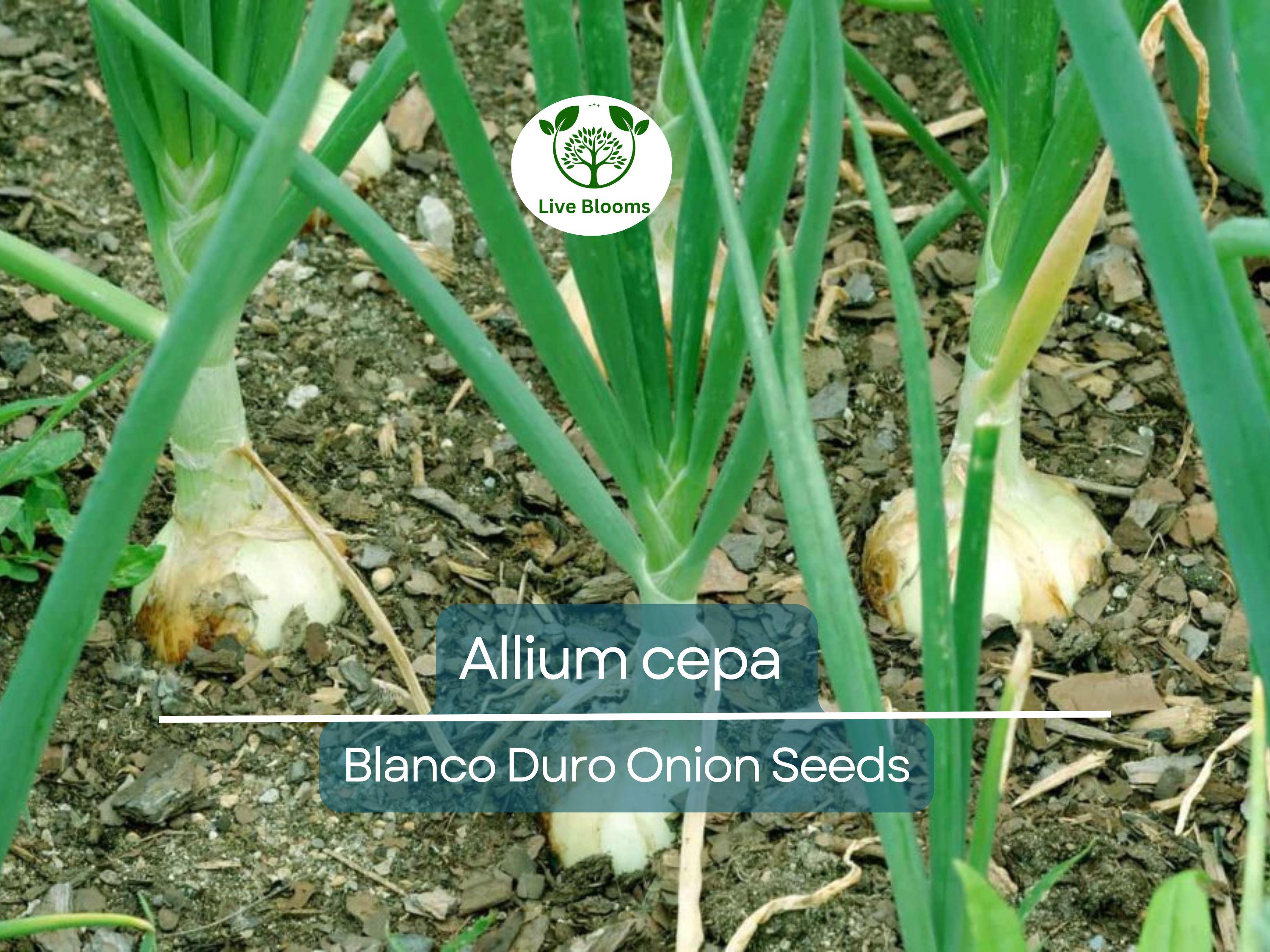 250 mg Onion Blanco Duro Seeds - Allium cepa | Heirloom White Onion for Planting, Gardening & Cooking | Mild Flavor, Crisp Texture