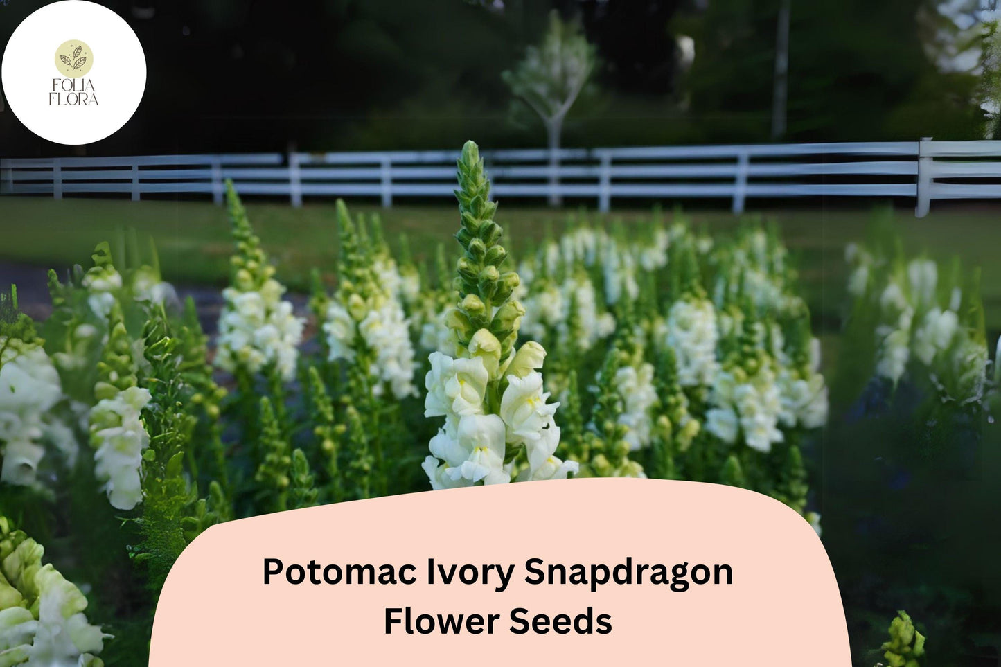 Antirrhinum majus Potomac Ivory Snapdragon Seeds – 1000+ Elegant Creamy White Blooms for Garden & Bouquets