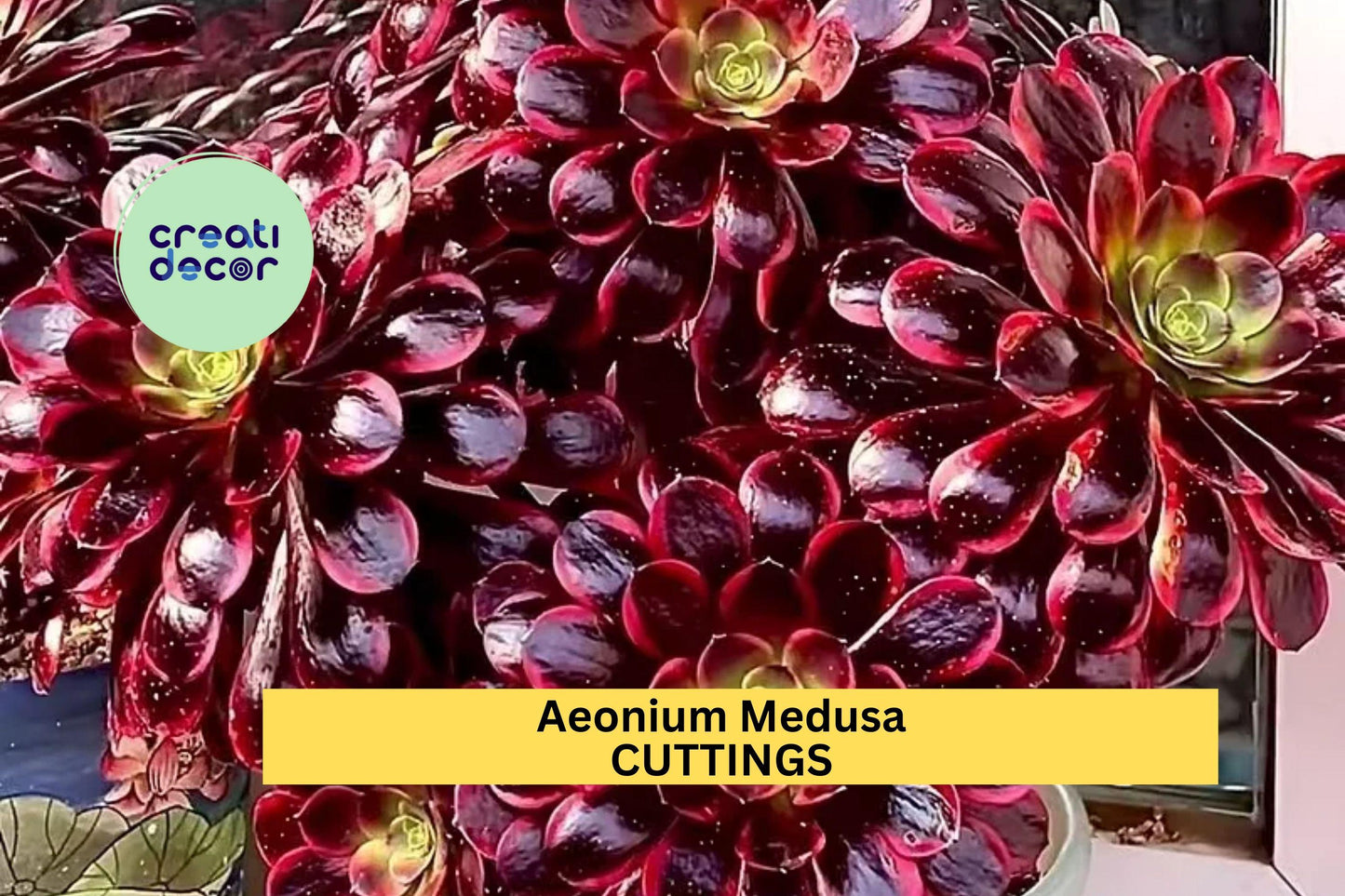 Aeonium ‘Medusa’ Cutting (1) | Rare Succulent Rosette | Unrooted Starter | Unique Foliage for Collectors & Arrangements