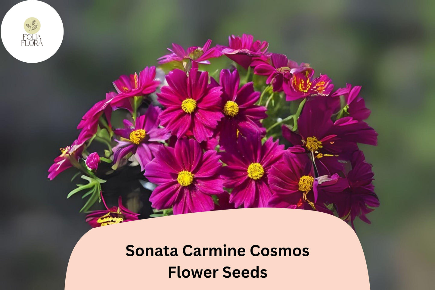 200+ Sonata Carmine Cosmos Seeds | Cosmos bipinnatus Deep Pink Blooms | Compact Annual Garden Flower Seeds