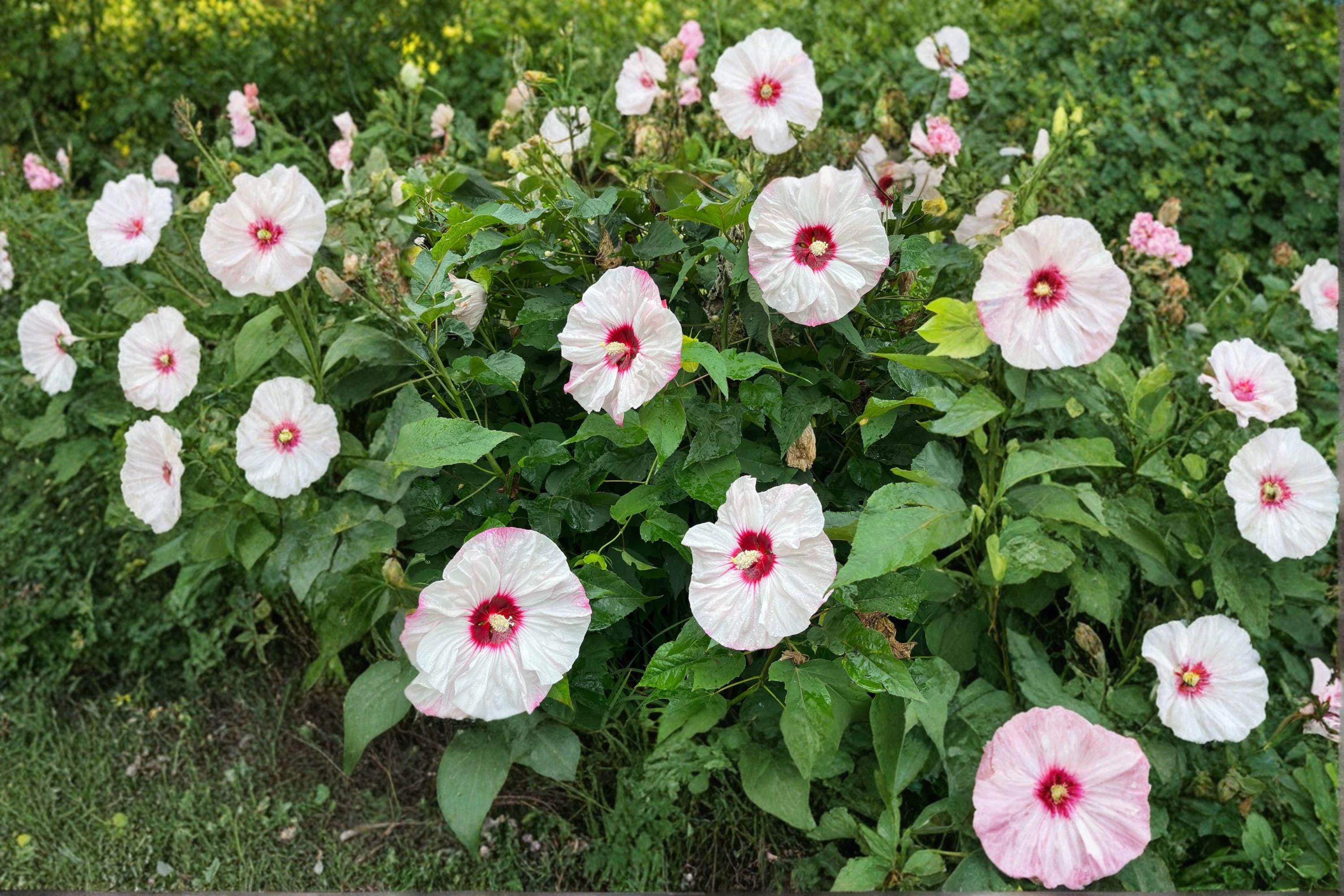 Swamp Rose Mallow – Hibiscus moscheutos 30 Seeds | Hardy Native Hibiscus | Giant Summer Blooms