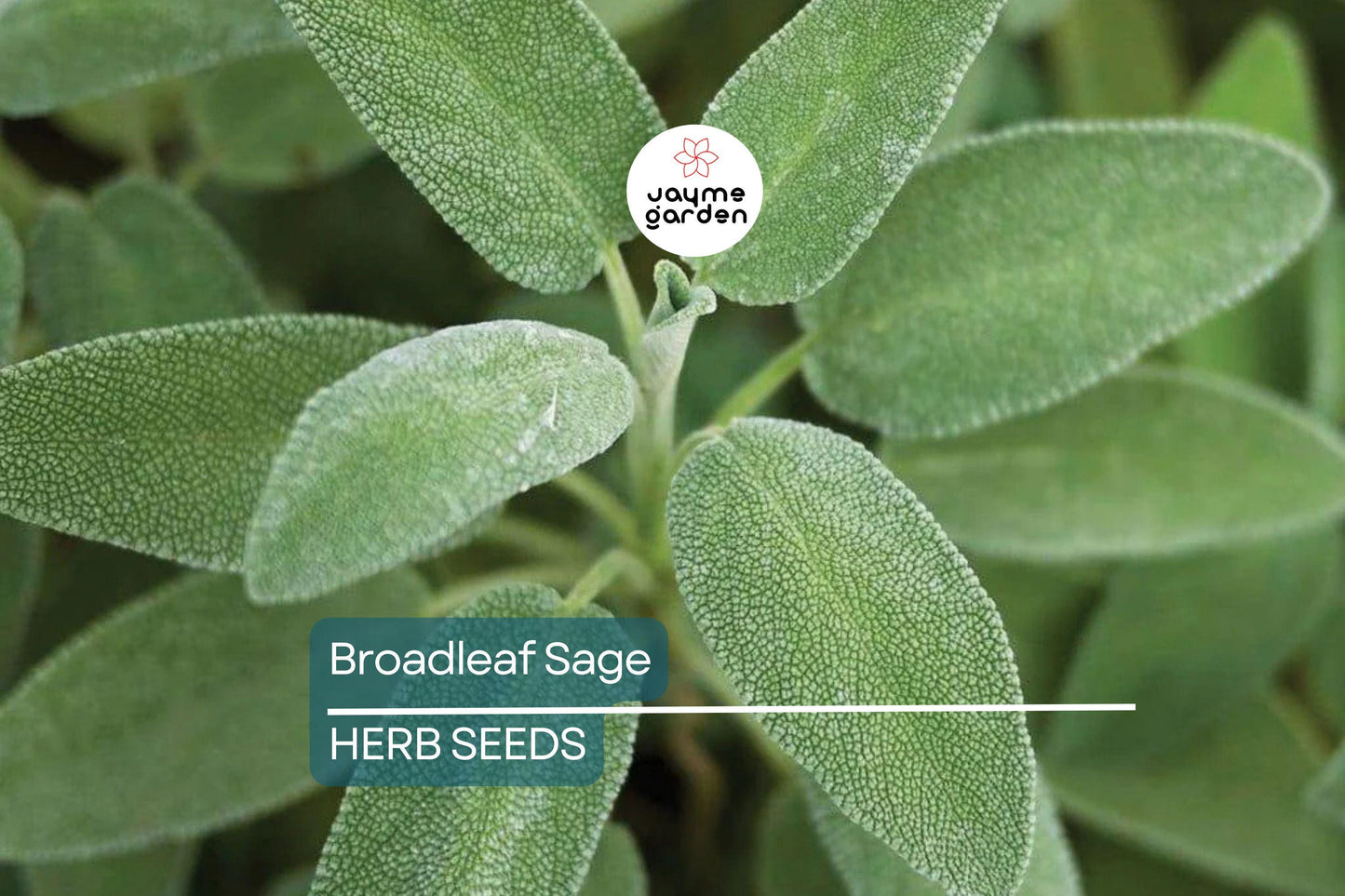 150 Broadleaf Sage Seeds – Non-GMO, Heirloom, Culinary, Perennial, Deer Resistant, Free Shipping, USA Seller
