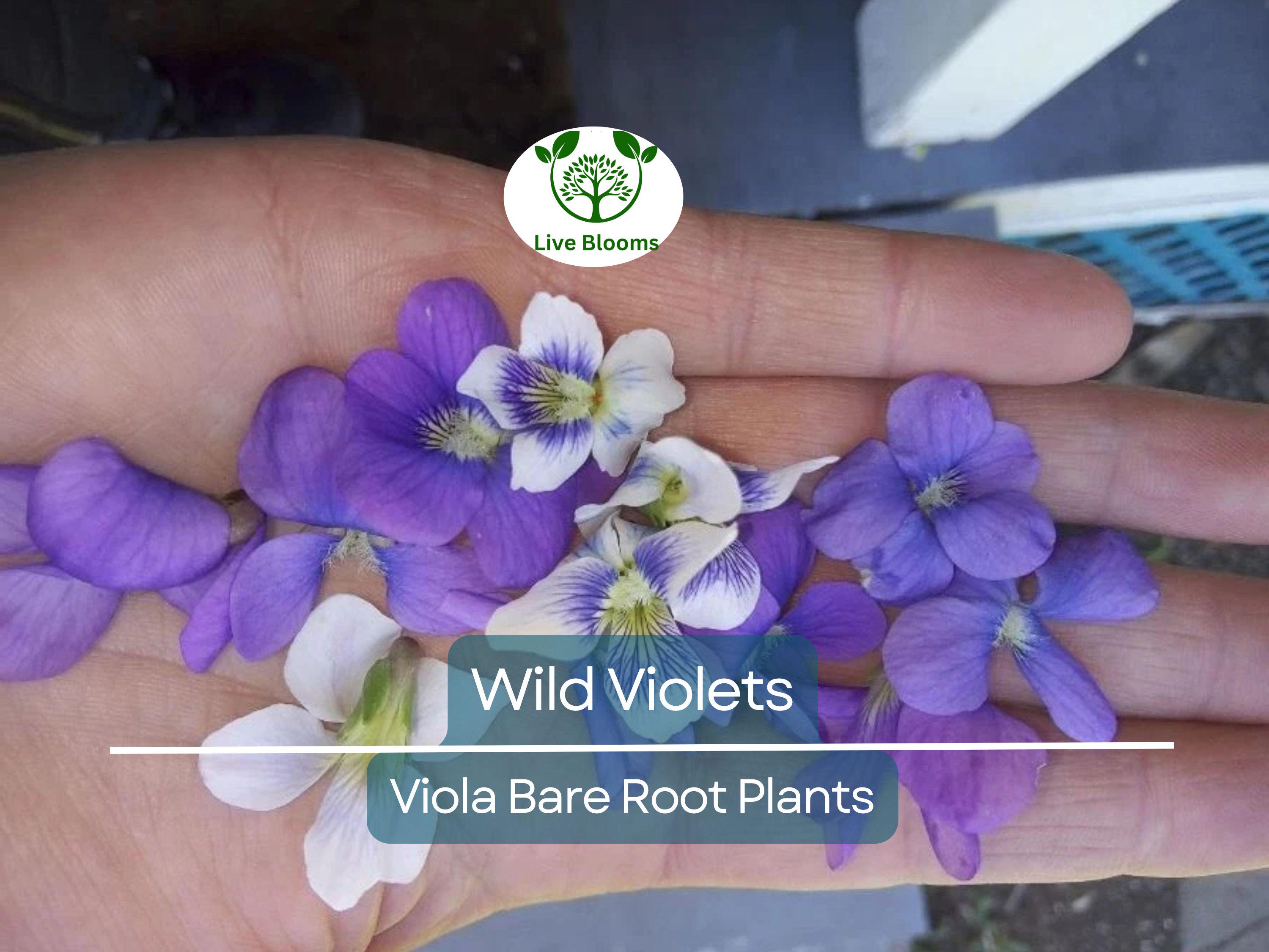 10 Wild Violets Plants – Live Bare Root Mix (Purple & White) – Hardy Groundcover Perennial Flowers – Shade-Loving Blooms