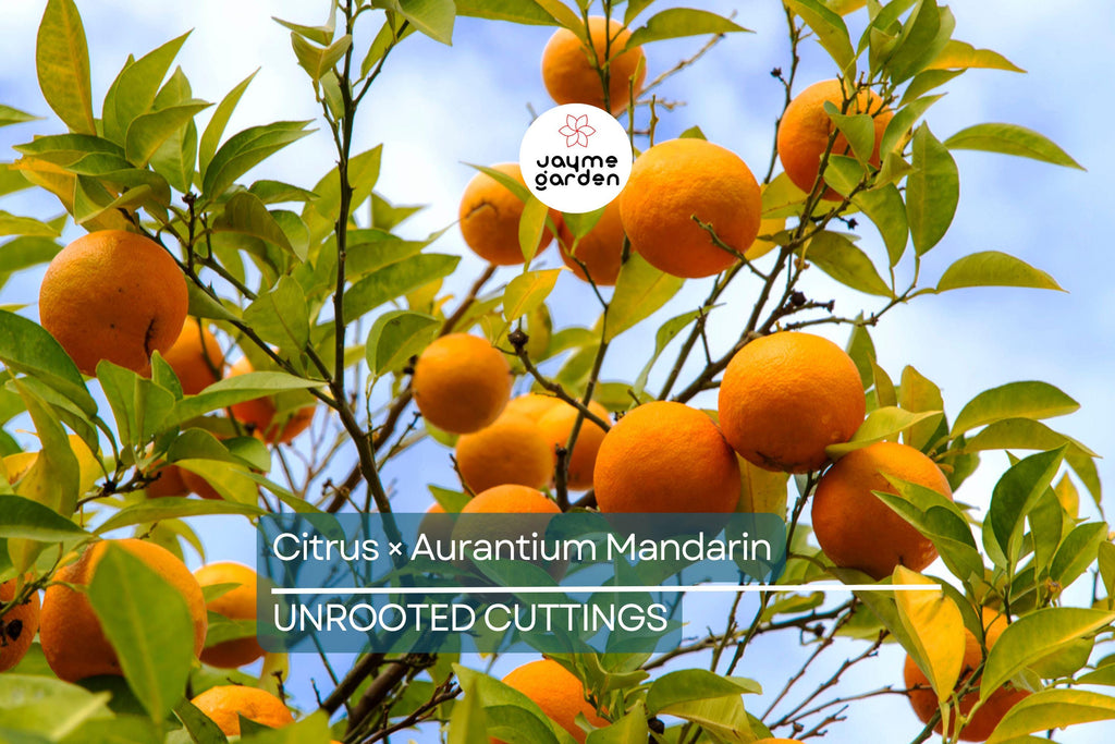 5 Unroot Cuttings Citrus × Aurantium Pixie Mandarin Orange Edible Sweet Fruit, Fast-Growing, USDA Zones 9-11, Organic