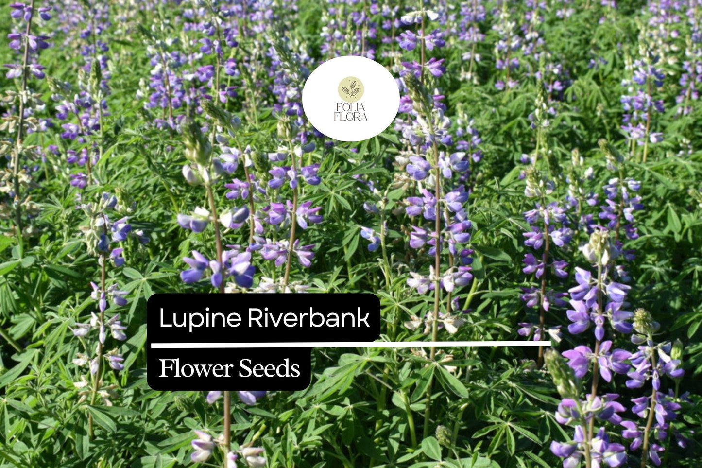 25+ Riverbank Lupine Seeds | Blue Lupinus | Elegant Spring Bloom Spikes for Garden Planting