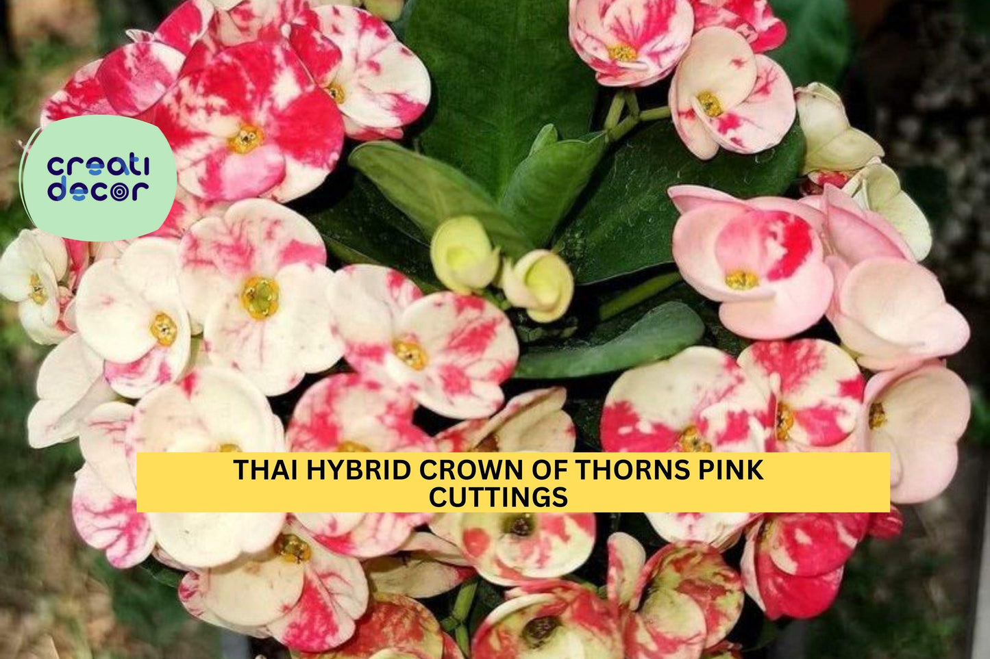 1 Thai Hybrid Crown of Thorns Cutting | Rooted Pink Mix Euphorbia Milii Starter | Colorful Flowering Succulent | Easy Care Plant