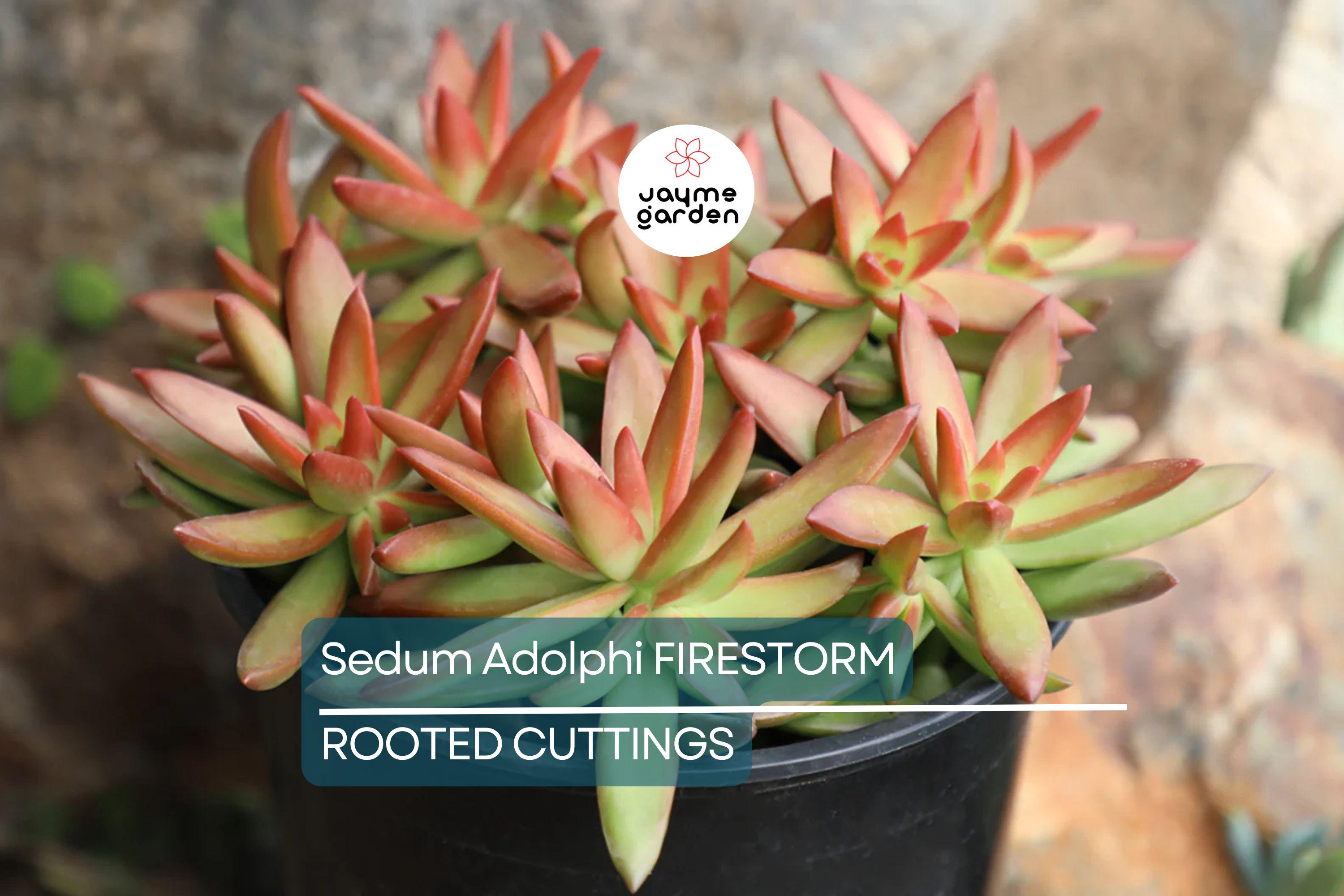 1 Sedum Adolphi Firestorm Succulent - Rooted Plant in 2” Pot - Red-Orange Coppertone, Easy Care, Perfect for Containers