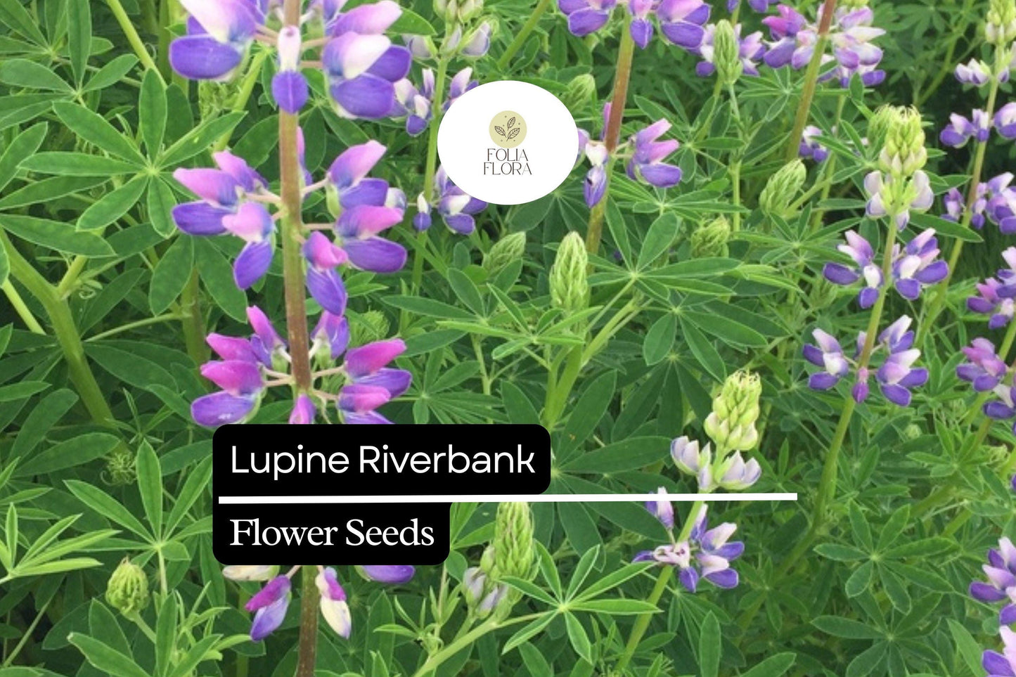 25+ Riverbank Lupine Seeds | Blue Lupinus | Elegant Spring Bloom Spikes for Garden Planting