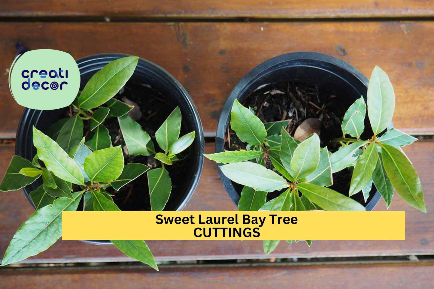 10 Sweet Bay Laurel Tree Cuttings – Laurus nobilis | Culinary Herb Cuttings for Planting in Pots or Gardens | Fresh Unrooted Stems