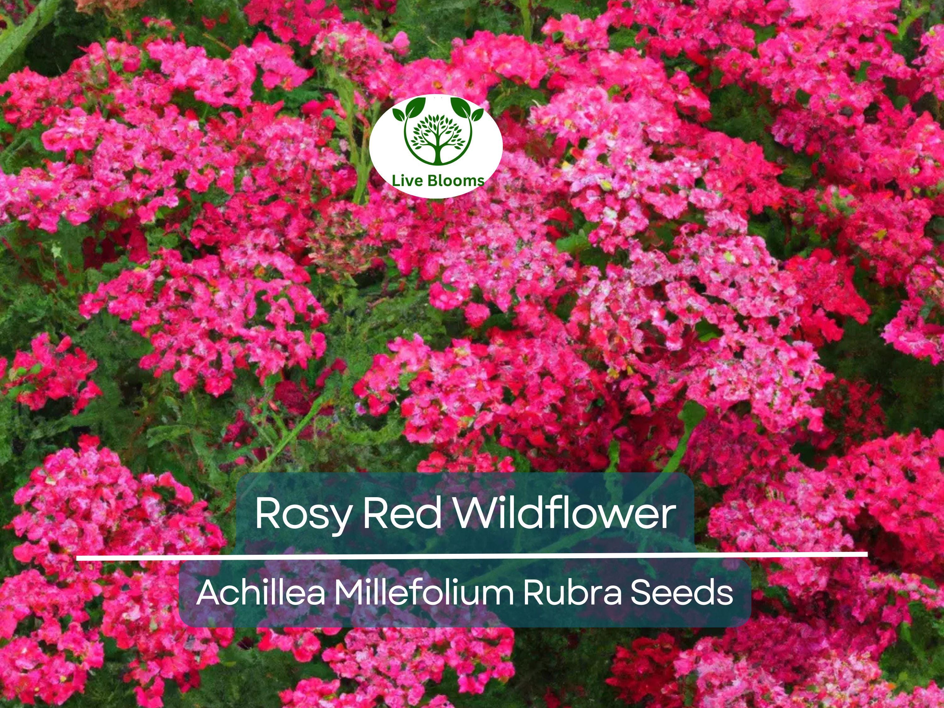 1,000 Perennial 'Rosy Red' Wildflower Seeds | Achillea Millefolium Rubra, Red Yarrow, Easy to Grow, Pollinator-Friendly