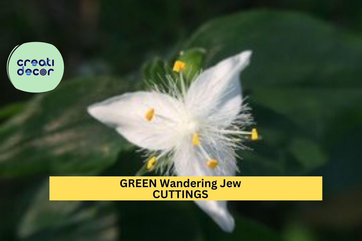 12 Green Wandering Jew Cuttings | Tradescantia Fluminensis Starter Plants | Easy Indoor Trailing Vine | Cold Sensitive