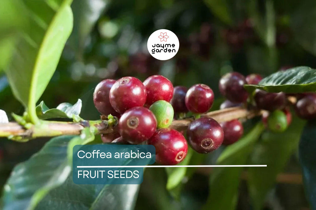 10 Coffea Arabica Seeds – Exotic Coffee Plant Tree, Rare Indoor Tropical Houseplant, Arabian Coffee