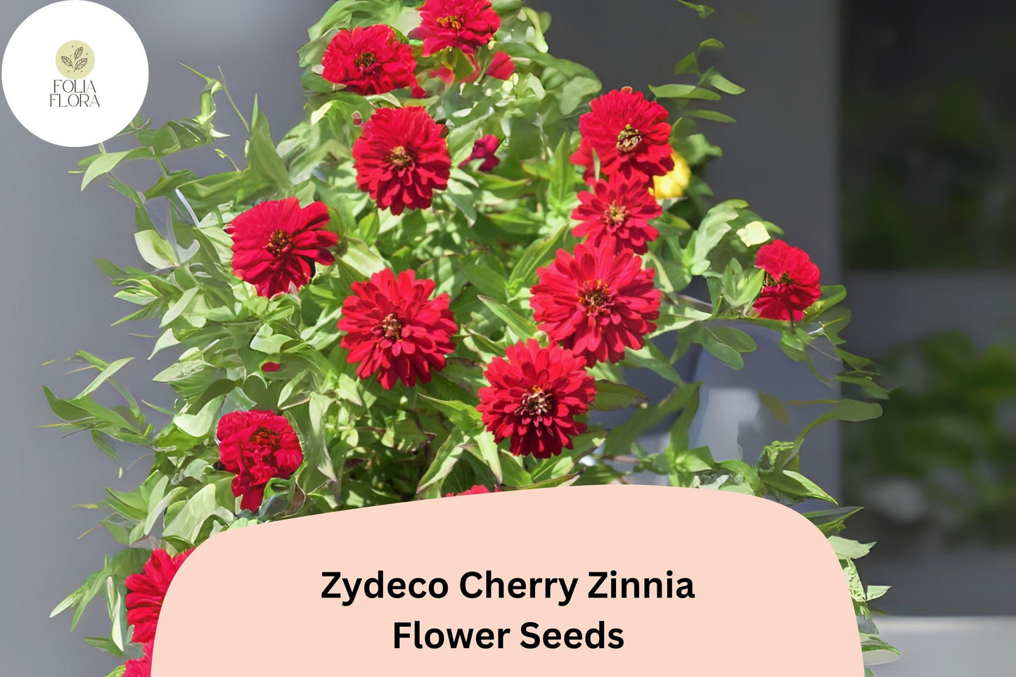 Zydeco Cherry Zinnia Seeds: Red Blooms, Heirloom Non-GMO