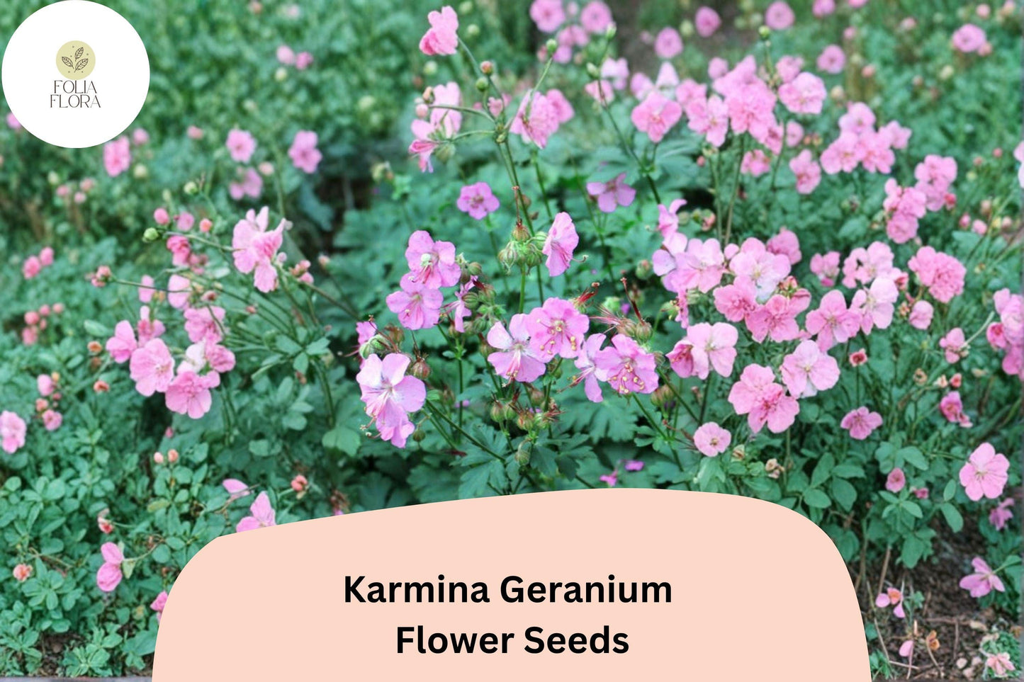 25+ Karmina Geranium Seeds for Garden Planting – Pink Flowers, Hardy Perennial