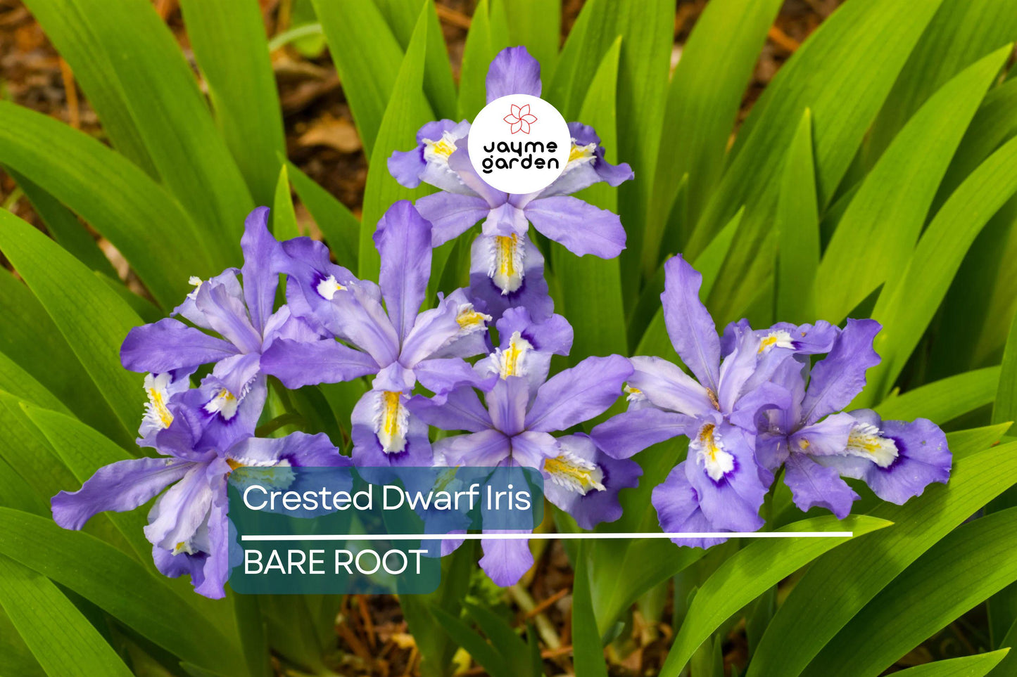 5 Crested Dwarf Iris Bare Root Plants – Organic Wildflower, Shade Perennial, Easy to Grow