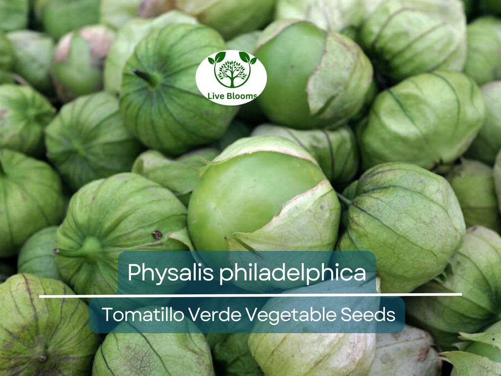 100 mg Seeds Tomatillo Verde – Physalis philadelphica | Fresh Mexican Husk Tomatoes for Planting, Salsa, and Cooking
