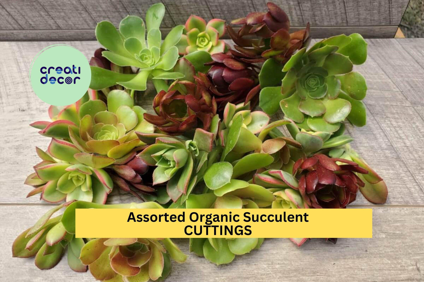 20 Assorted Organic Succulent Cuttings + 2 Free | Mixed Unrooted Clippings for Crafts, Pots, Terrariums, or Garden Projects