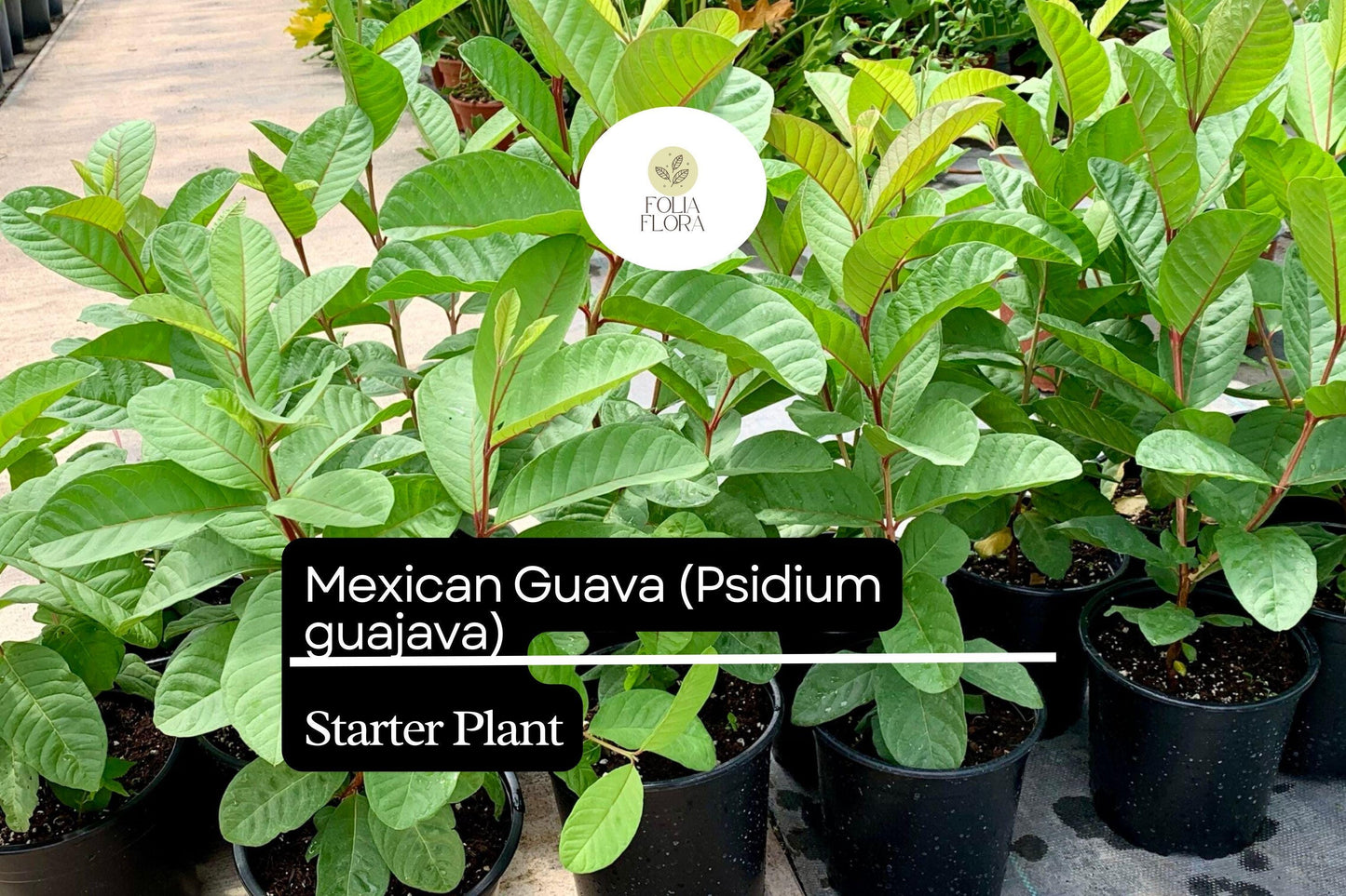 1 Starter Plant Mexican Guava (Psidium guajava) Fruit Tree 1’-2’ Live Tropical Tree