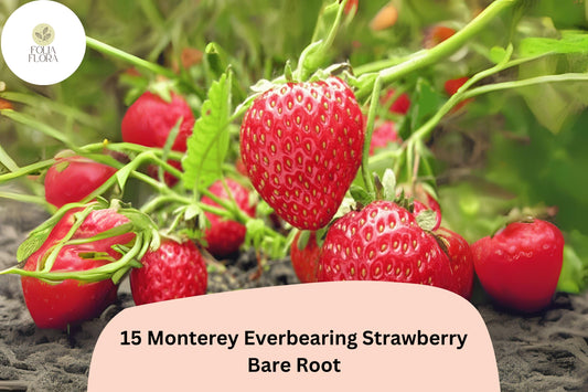 15 Monterey Strawberry Plants | Live Bare Root Everbearing | Fragaria × ananassa Garden Fruit