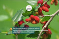 10X White Mulberry Cuttings (Morus Alba) | 6-8” Organic Sweet Fruit Tree | Cold Hardy & Fast Growing | Easy to Root |