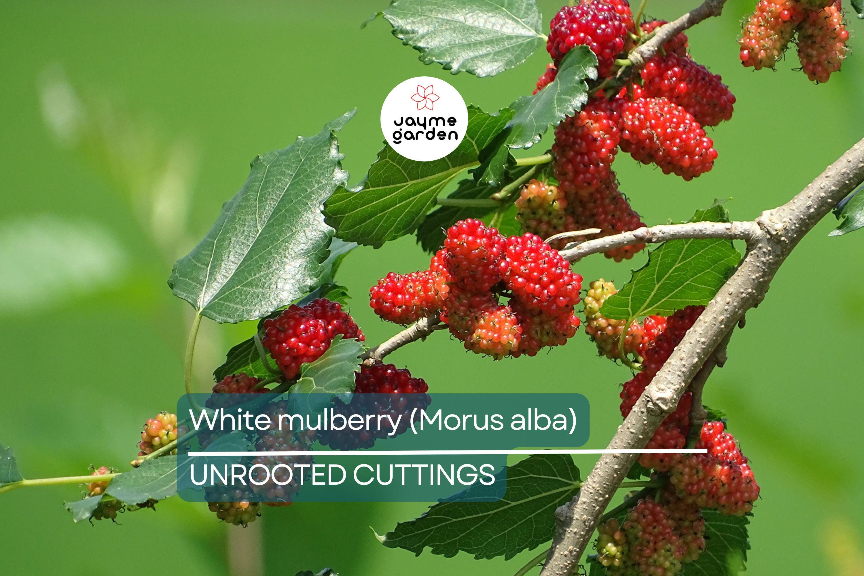 10X White Mulberry Cuttings (Morus Alba) | 6-8” Organic Sweet Fruit Tree | Cold Hardy & Fast Growing | Easy to Root |
