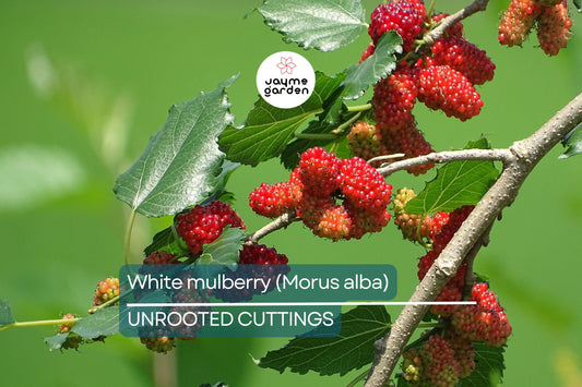 10X White Mulberry Cuttings (Morus Alba) | 6-8” Organic Sweet Fruit Tree | Cold Hardy & Fast Growing | Easy to Root |