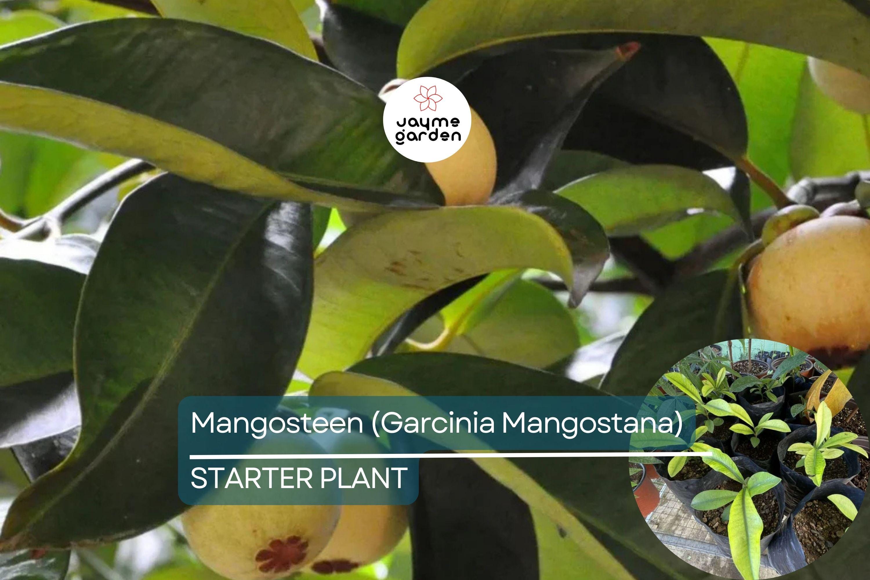 1 Mangosteen Tree (Garcinia Mangostana) Exotic Tropical Fruit Tree 6” | Queen of Fruits, Sweet & Tangy Flavor