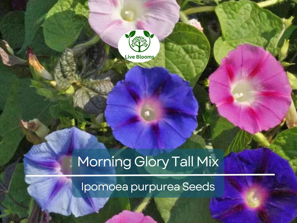 100 Seeds Morning Glory Tall Mix – Ipomoea purpurea – 5-Color Blooming Vine – Non-GMO, Pollinator Magnet, Loved by Hummingbirds