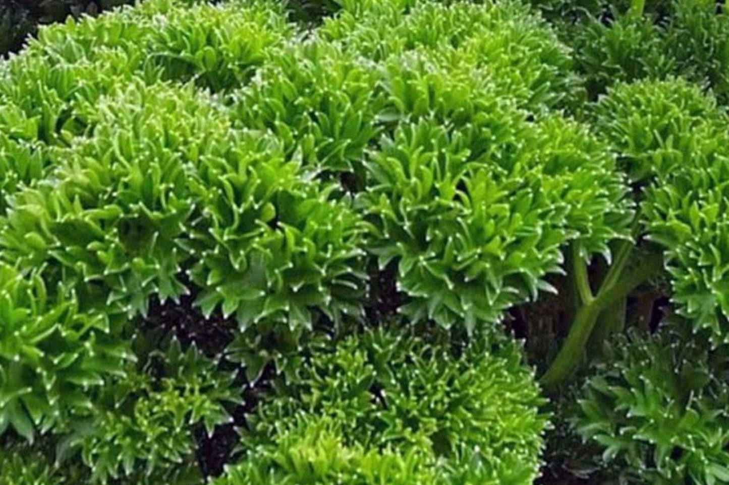 1000 Seeds Triple Curled Parsley (Petroselinum crispum) - Flavorful Herb for Culinary & Ornamental Use