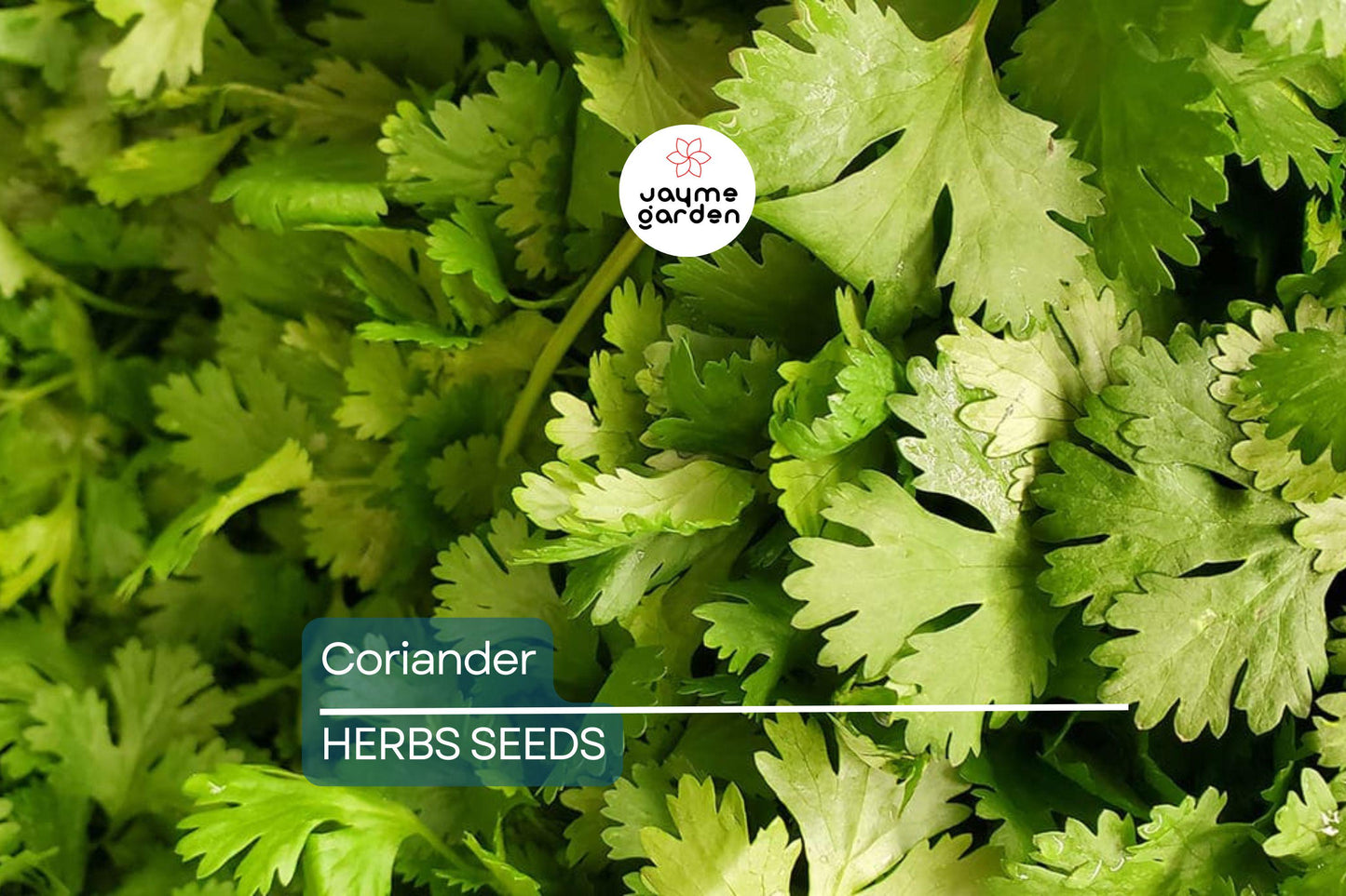 500 Fresh Cilantro Coriander Seeds NON-GMO | Heirloom Herb for Cooking | Easy to Grow | USA Seller