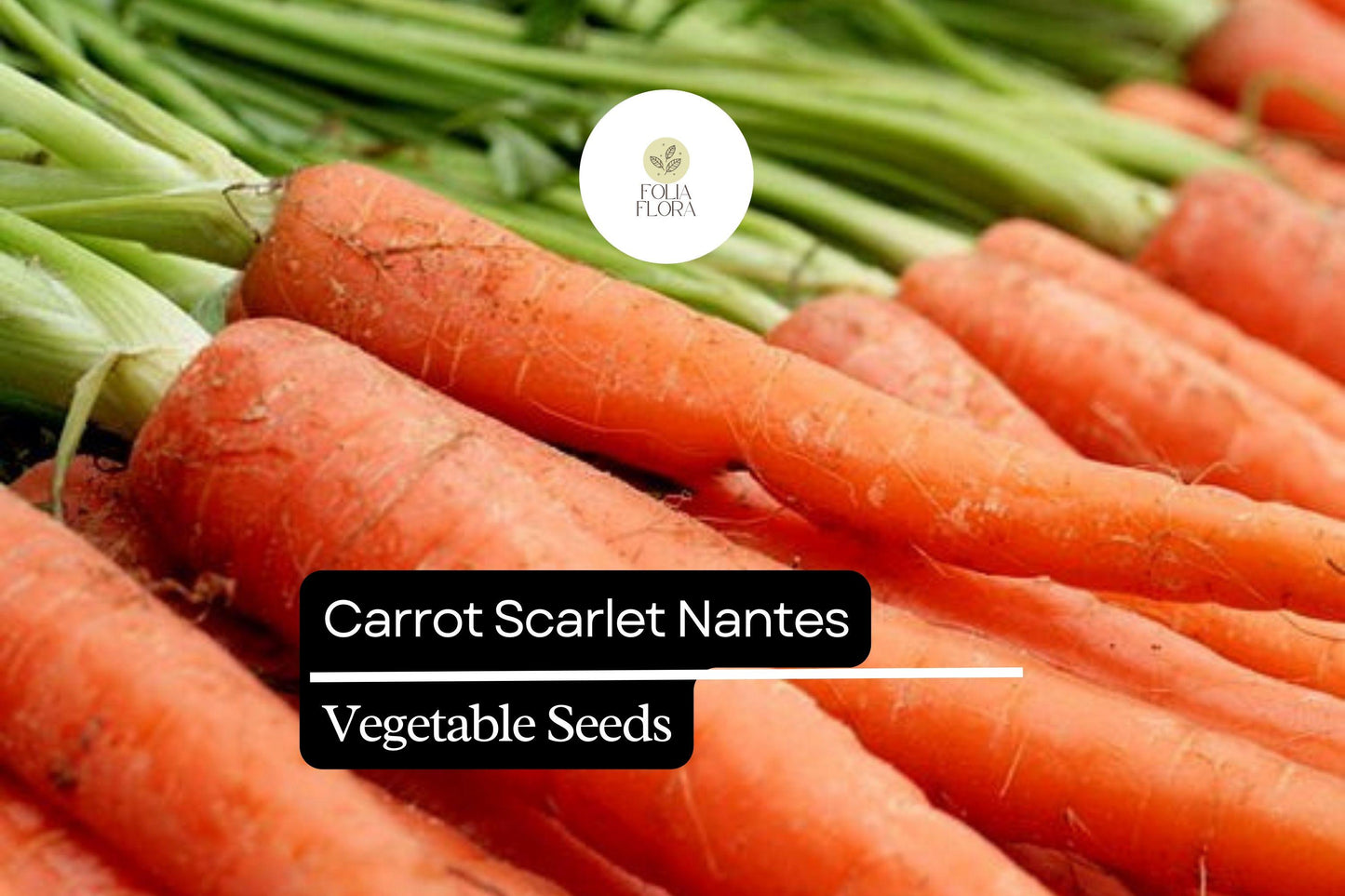 300 Seeds Carrot Scarlet Nantes, Sweet and Crisp Heirloom Carrots, Perfect for Gardens