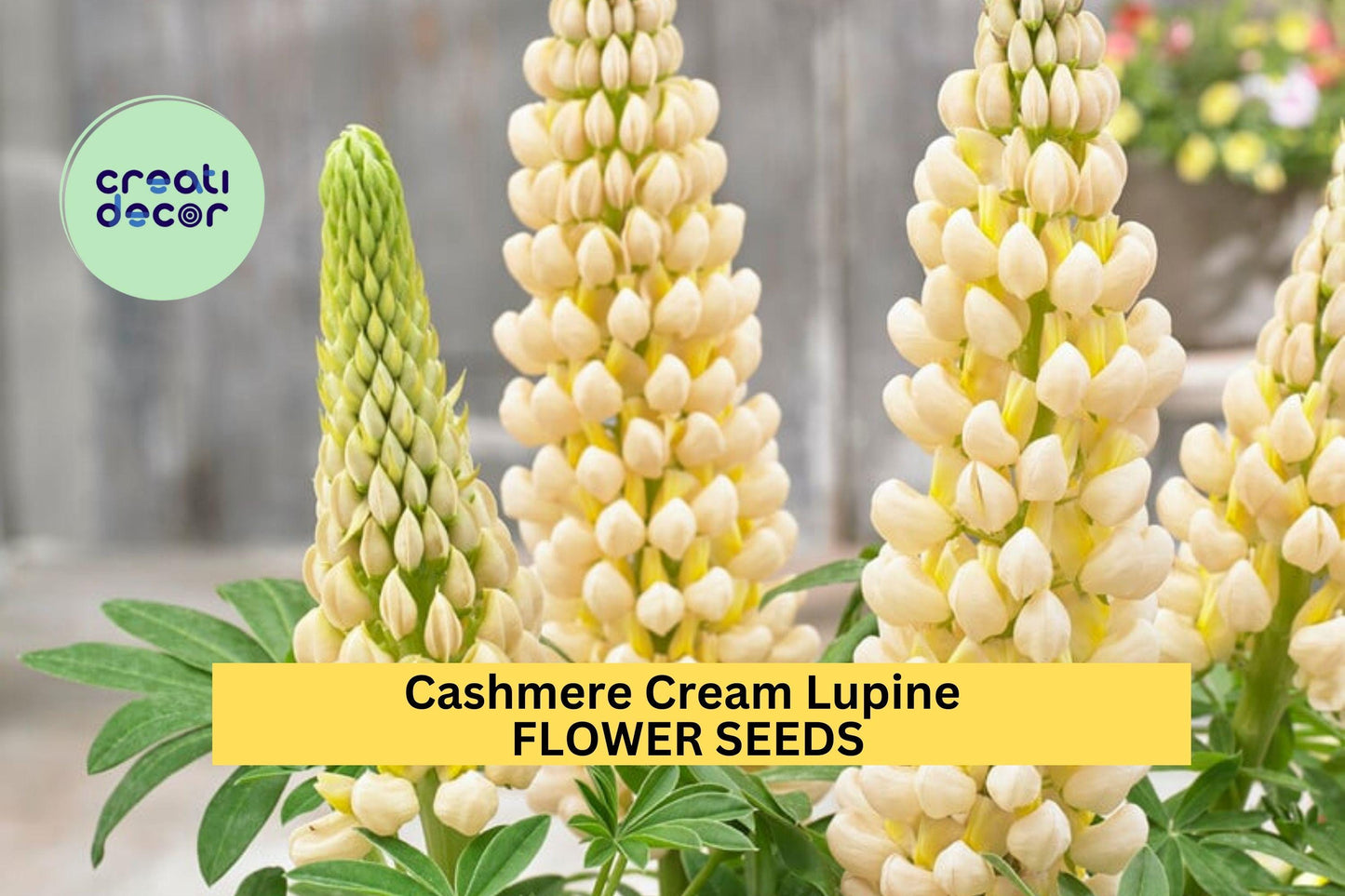 25+ Cashmere Cream Lupine Seeds – Soft Ivory Bloom Spikes for Garden Planting, Elegant Perennial Flowers for Borders & Beds – USA