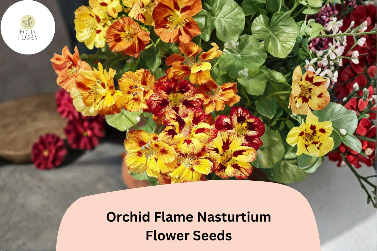 50+ Orchid Flame Nasturtium Seeds | Vibrant Red & Yellow Blooms | Easy Annual Flower for Garden