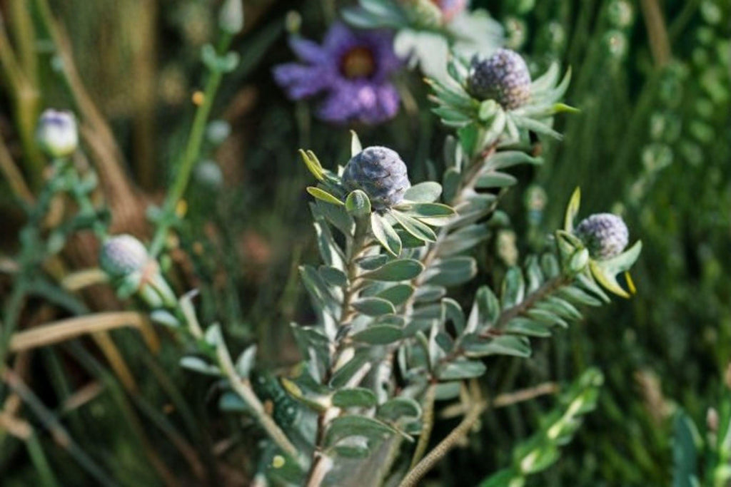 Leucadendron Pubescens Seeds – Rare South African Evergreen Shrub (3 Seeds)