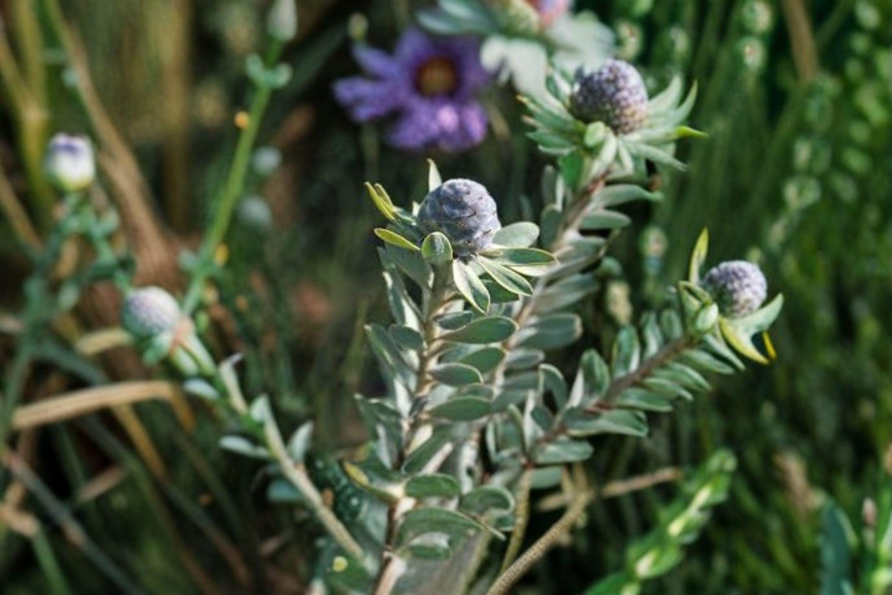 Leucadendron Pubescens Seeds – Rare South African Evergreen Shrub (3 Seeds)