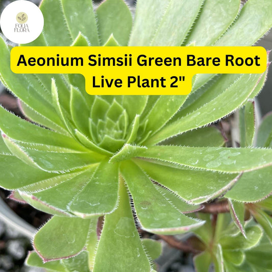 Aeonium simsii ‘Green’ | 2 Bare Root 2" Live Succulent Plants | Rosette-Forming, Drought-Tolerant, Easy-Care Houseplant