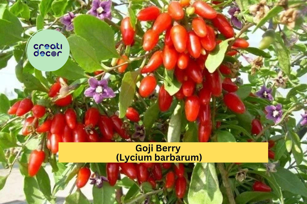 Goji Berry Wolfberry Cuttings | 10 Thin Stem Cuttings | Live Lycium Barbarum Fruiting Shrub for Rooting or Propagation