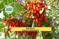 Goji Berry Wolfberry Cuttings | 10 Thin Stem Cuttings | Live Lycium Barbarum Fruiting Shrub for Rooting or Propagation