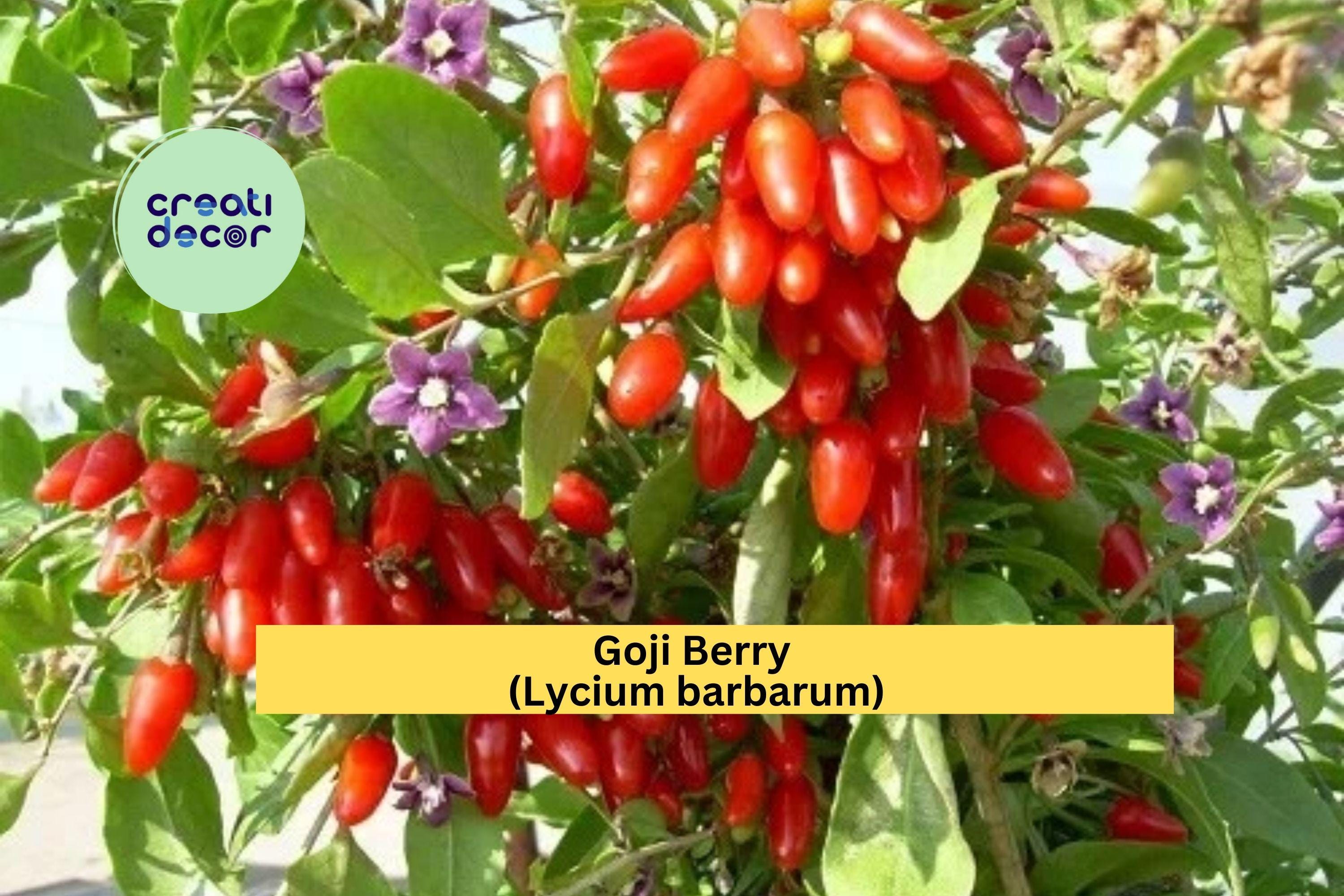Goji Berry Wolfberry Cuttings | 10 Thin Stem Cuttings | Live Lycium Barbarum Fruiting Shrub for Rooting or Propagation