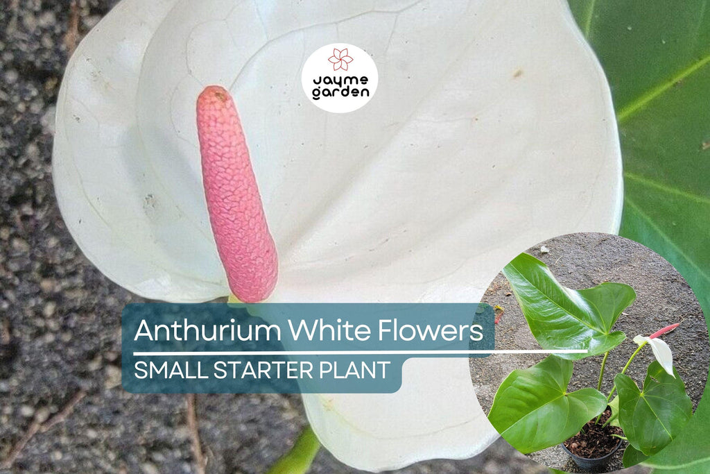 Anthurium Starter Plant - Live Plant with White Flamingo Flowers - Tropical Houseplant for Home, Office, & Decorative Indoor Spaces