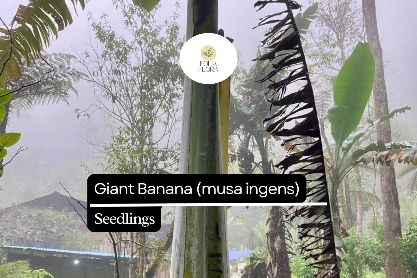 1 Seedling Largest Giant Banana Live Fruit Plant (Musa ingens)