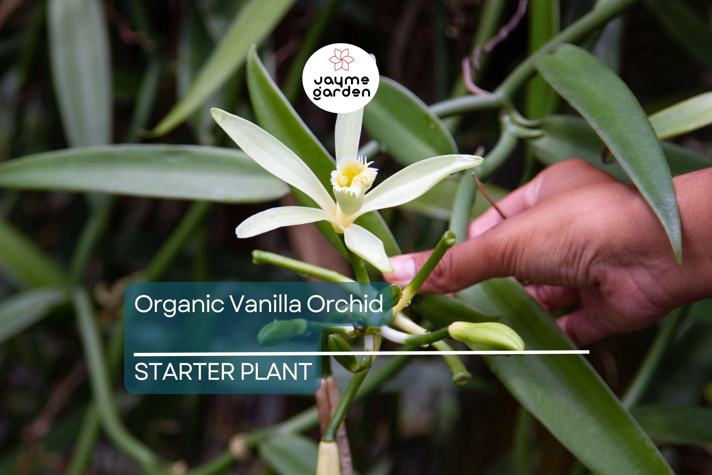 Organic Vanilla Orchid | Vanilla Planifolia Starter Plant | Live Potted Plant