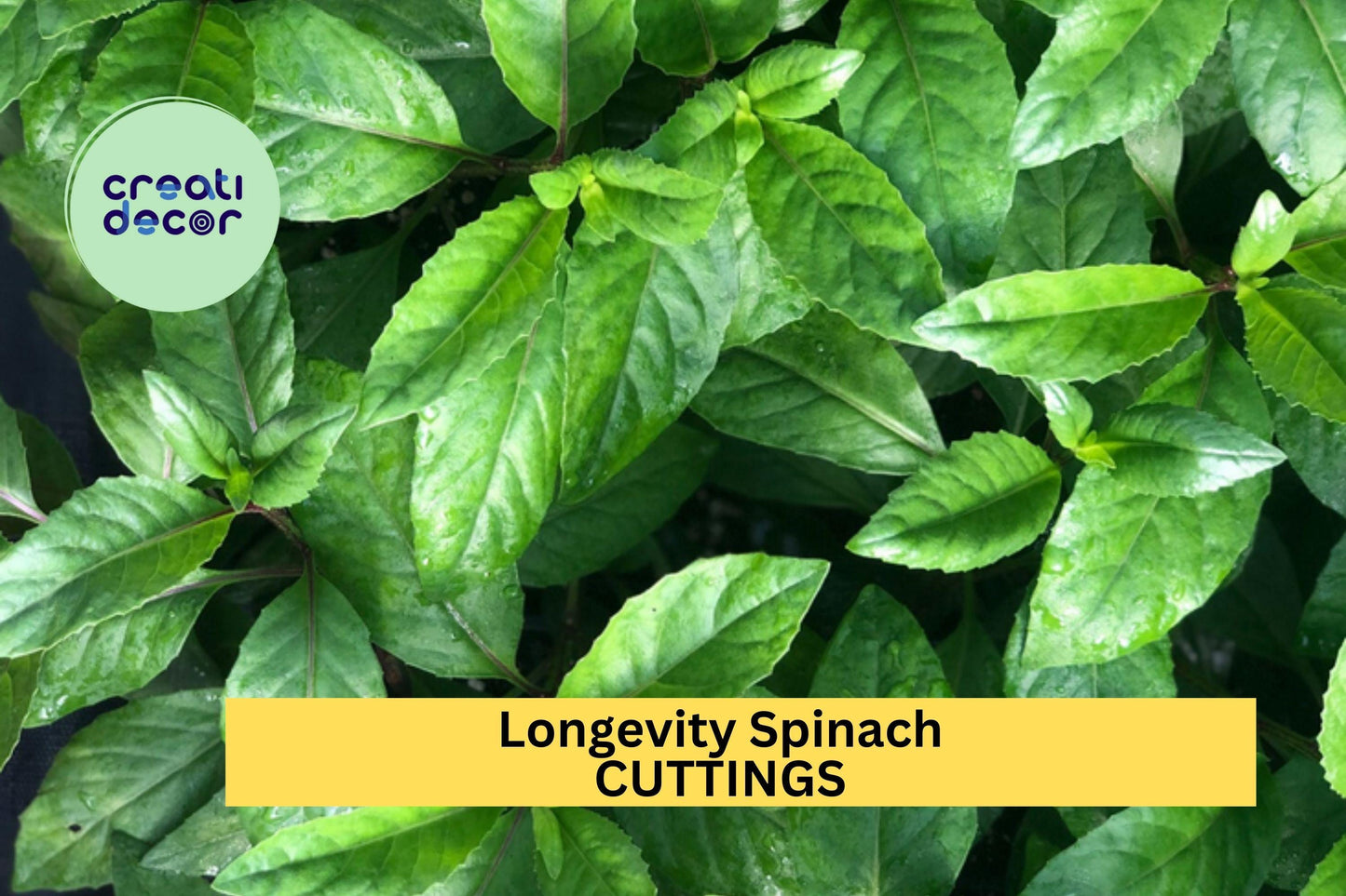 5 Longevity Spinach Cuttings – Gynura procumbens – Fresh Unrooted Stems for Easy Growing in Garden or Pot – Free Shipping – USA