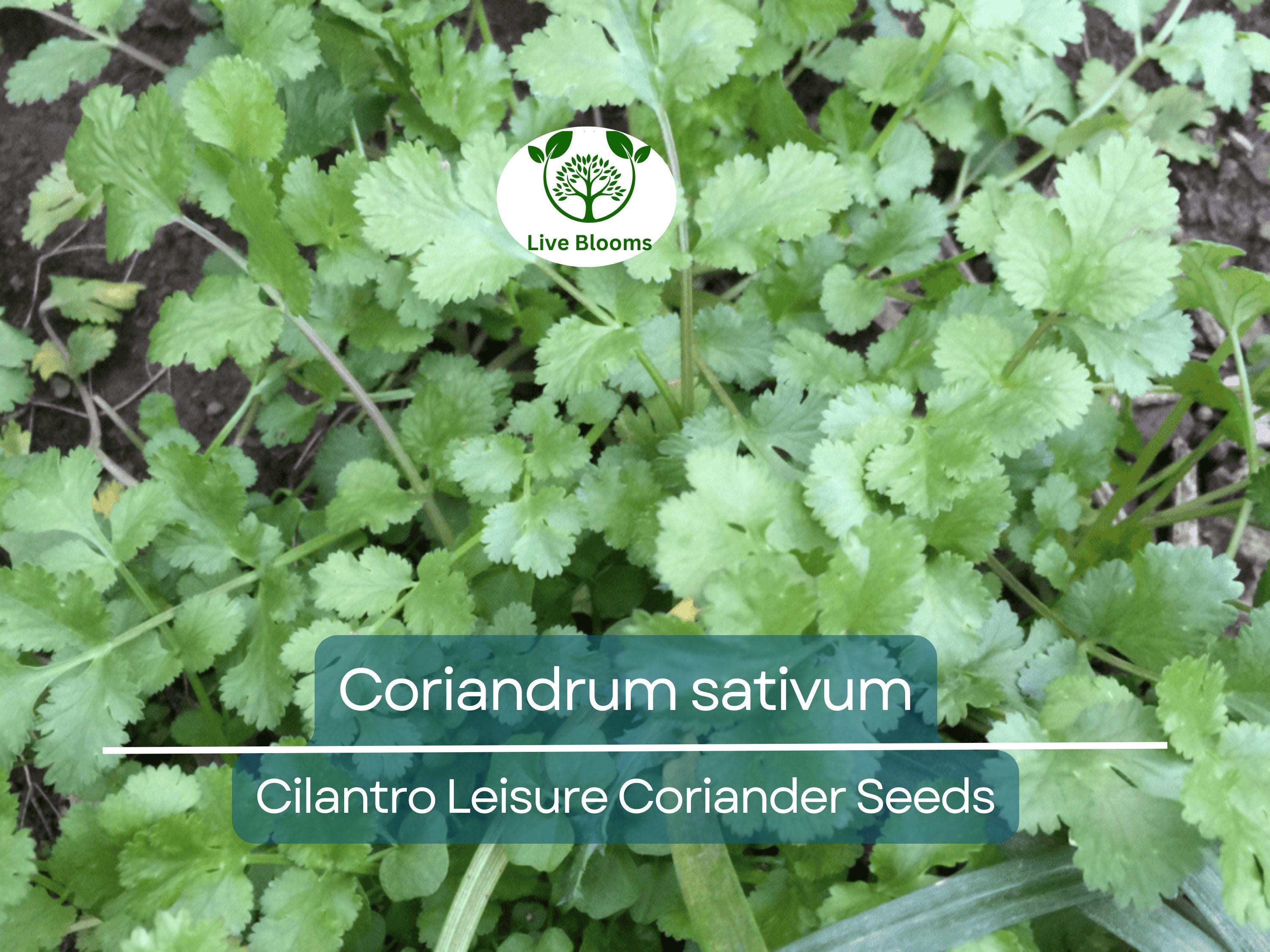 175 Cilantro Seeds - Coriander for Planting (Coriandrum sativum) - Fresh Herb for Kitchen Garden, Culinary Use, & Home Planting