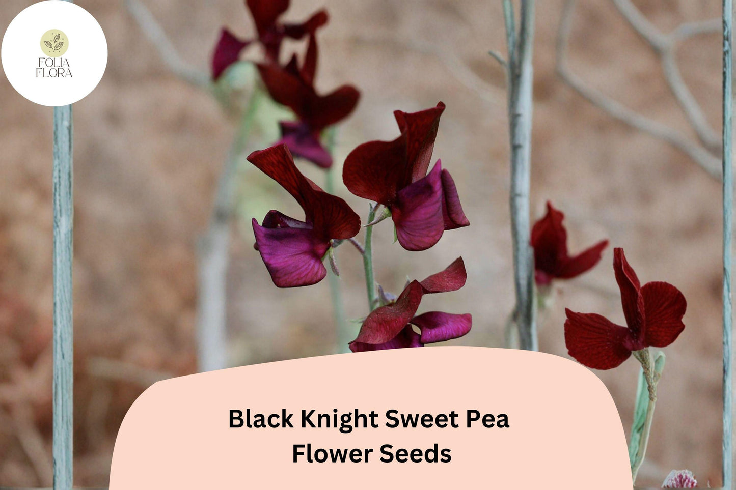 50+ Black Knight Sweet Pea Seeds | Dark Purple Climbing Annual Flower for Trellis, Garden