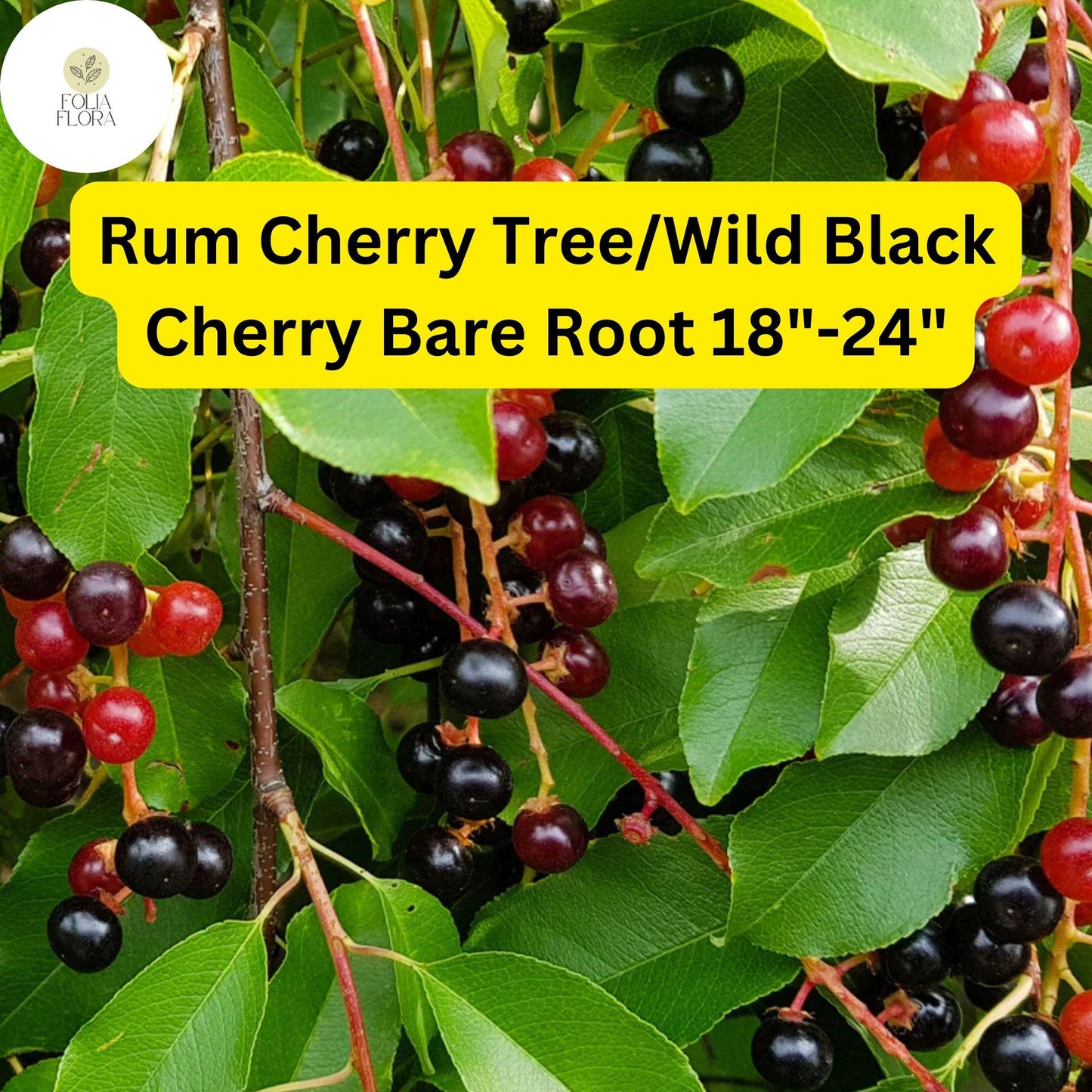 1 Rum Cherry Tree (Prunus serotina) / Wild Black Cherry – Live Bare Root Plant 18"-24"