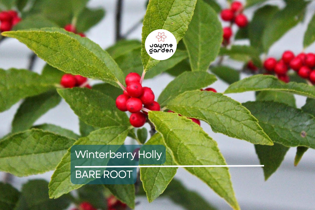 Winterberry Holly Bareroot Seedlings (10-Pack) | Ilex Verticillata | Cold Hardy Shrub | 6-10” Tall | Red Berries | Zones 3-9